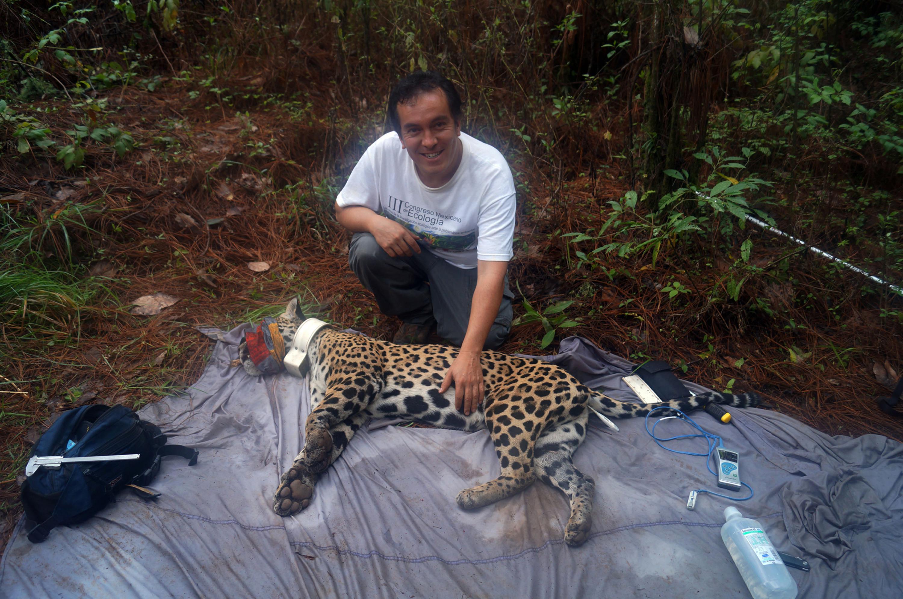 El investigador del Departamento de Ecología y Recursos Naturales, doctor Juan Pablo Esparza Carlos, con un jaguar