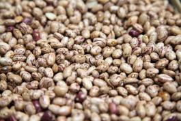 R.P. para presentar el manual El cultivo de frijol en Jalisco, tecnología para altos rendimientos: