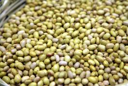 R.P. para presentar el manual El cultivo de frijol en Jalisco, tecnología para altos rendimientos: