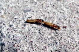 Termita, problema serio que crece en México