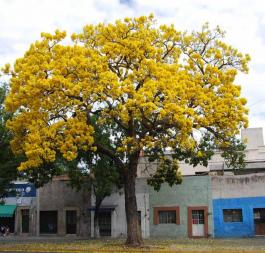 Presentan libro "Chapalita ciudad jardín arboles y arbustos"