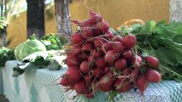 Huertos Urbanos