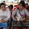 “Arranque nacional de la campaña masiva de esterilización canina y felina”, que organiza Fundación UdeG, Fundación Calle Cero y Pedigree.