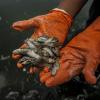 Mortandades de peces en la Laguna de Cajititlán, Jalisco
